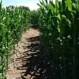 Pumpkin Days & Corn Maze at Tolmachoff Farms photo