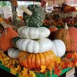 Pumpkin Days & Corn Maze at Tolmachoff Farms photo