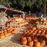 Pumpkin Days & Corn Maze at Tolmachoff Farms photo