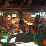 Pumpkin Days & Corn Maze at Tolmachoff Farms photo