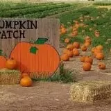 Pumpkin Patch