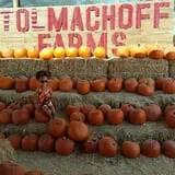 Pumpkin Days & Corn Maze at Tolmachoff Farms photo