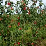 Sand Flats Orchard photo