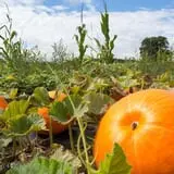 Sand Flats Orchard photo