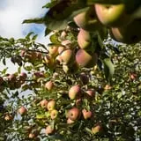 Sand Flats Orchard photo