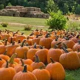 Weston's Farm photo