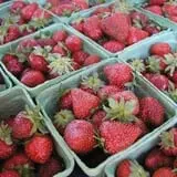 Tender Soles Farm photo