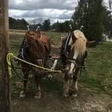 Tender Soles Farm photo