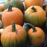 Tender Soles Farm photo