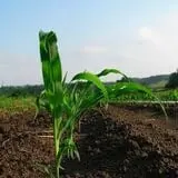 Tender Soles Farm photo