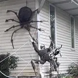 Nightmare on Lenox Street photo