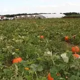 May's Farm Pumpkin & Hayrides photo