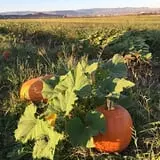 Staheli Family Farm photo