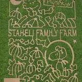 Staheli Family Farm photo