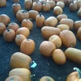 Cider Hill Farm photo