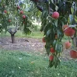 Cider Hill Farm photo