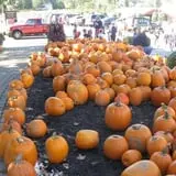 Cider Hill Farm photo