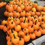 Cider Hill Farm photo