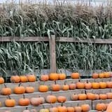 Cider Hill Farm photo