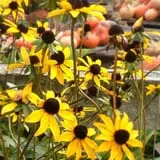 Kirby's Farm Market photo