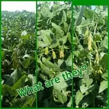 Liberty Corn Maze photo