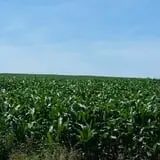 Liberty Corn Maze photo
