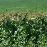 Liberty Corn Maze photo