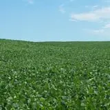 Liberty Corn Maze photo