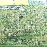 Liberty Corn Maze photo