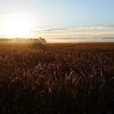 Liberty Corn Maze photo