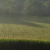 Liberty Corn Maze photo
