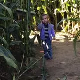 Liberty Corn Maze photo