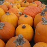 Mood's Farm Market Pumpkin Hayrides & Corn Maze photo