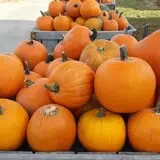 Mood's Farm Market Pumpkin Hayrides & Corn Maze photo