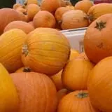 Mood's Farm Market Pumpkin Hayrides & Corn Maze photo
