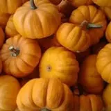 Mood's Farm Market Pumpkin Hayrides & Corn Maze photo