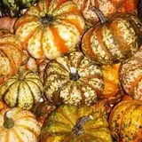 Mood's Farm Market Pumpkin Hayrides & Corn Maze photo