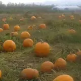 Mood's Farm Market Pumpkin Hayrides & Corn Maze photo