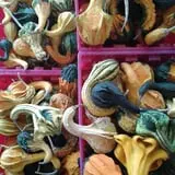 Mood's Farm Market Pumpkin Hayrides & Corn Maze photo