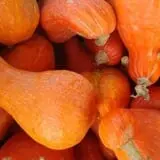 Mood's Farm Market Pumpkin Hayrides & Corn Maze photo