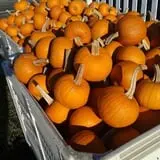 Mood's Farm Market Pumpkin Hayrides & Corn Maze photo