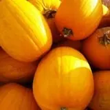 Mood's Farm Market Pumpkin Hayrides & Corn Maze photo