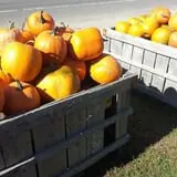 Mood's Farm Market Pumpkin Hayrides & Corn Maze photo