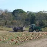 Clark Farms - Sherwood Forest photo