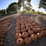 Clark Farms - Sherwood Forest photo