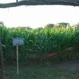 Clark Farms - Sherwood Forest photo