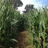 Clark Farms - Sherwood Forest photo