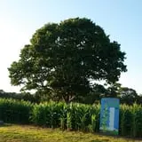 Clark Farms - Sherwood Forest photo