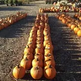 Clark Farms - Sherwood Forest photo