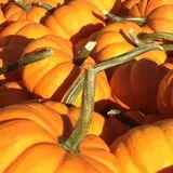 Clark Farms - Sherwood Forest photo